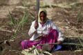 In India nel distretto dello zucchero il 36% delle lavoratrici è senza utero
